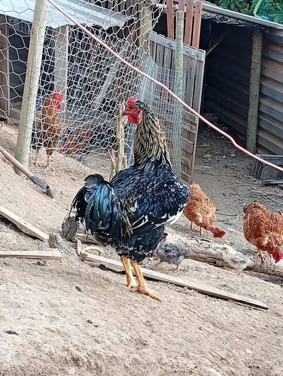 frango indio gigante com gsb  - Foto 4