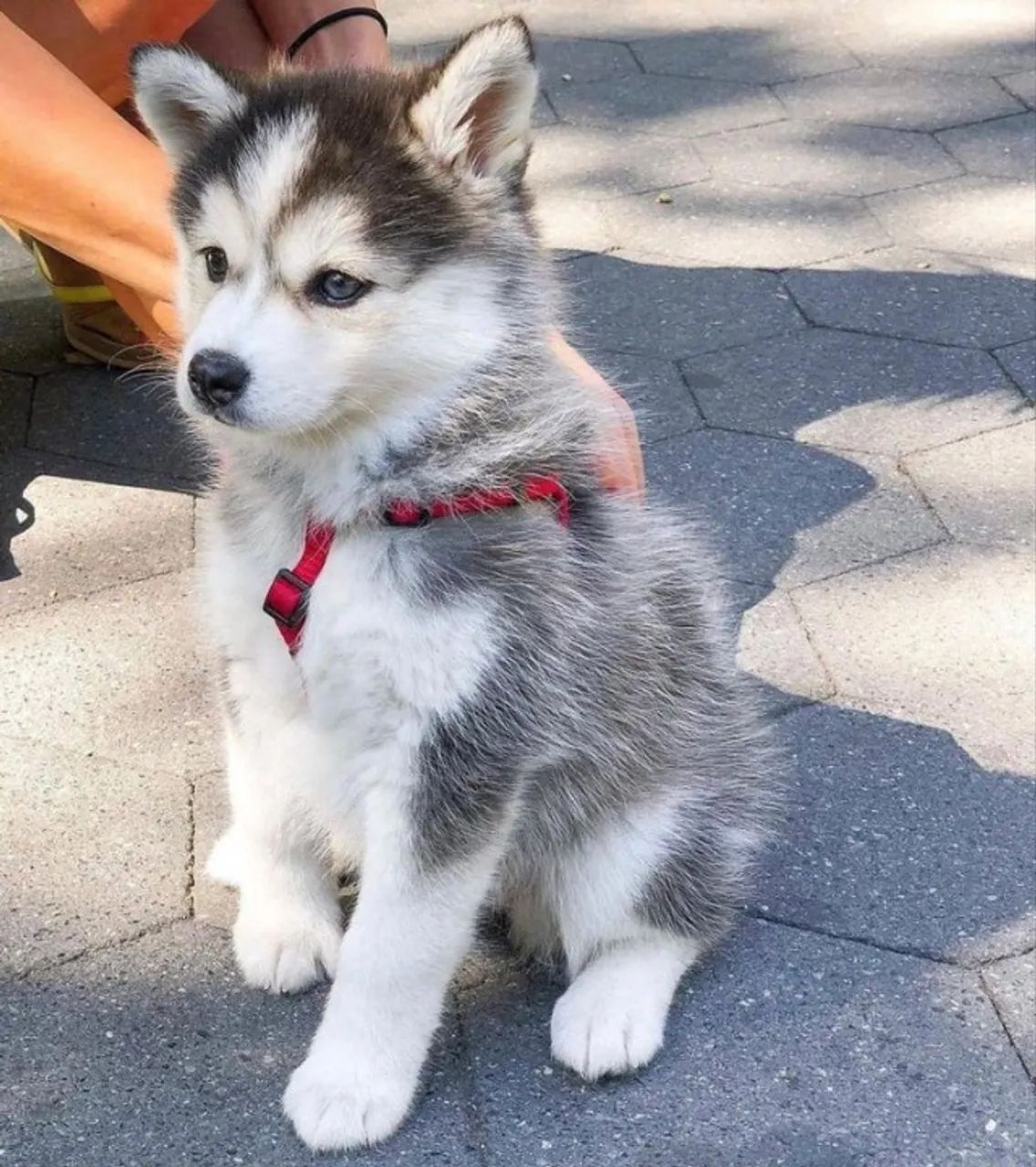 Husky "Vou ficar em silêncio."