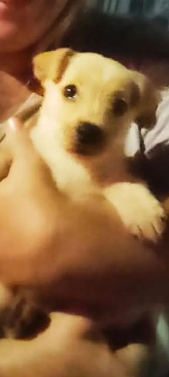 Doação de cachorro - Foto 2