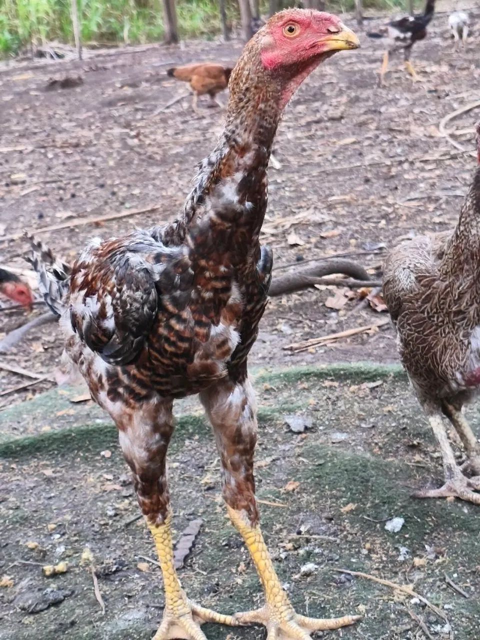 Frango índio gigante  - Foto 3