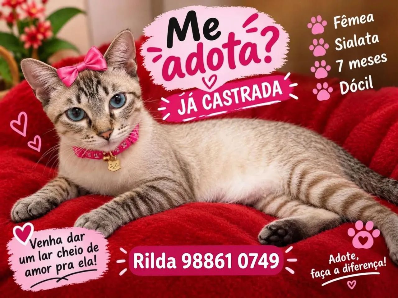 GATOS LINDOS - Foto 4
