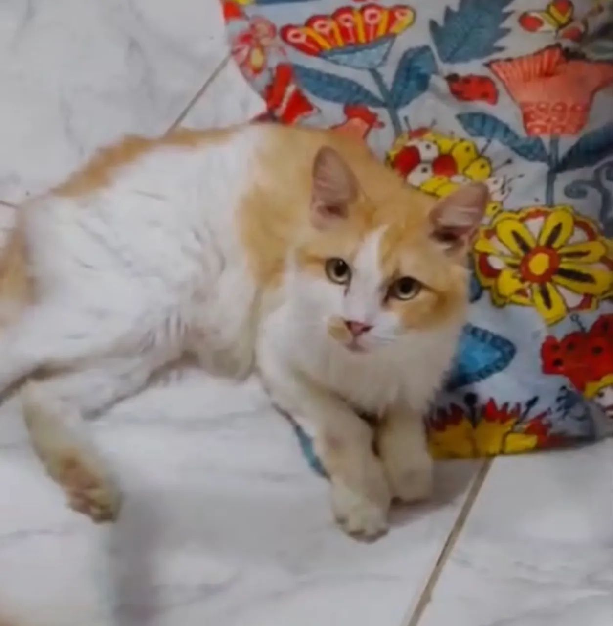 Gato laranja castrado e vacinado fiv + 