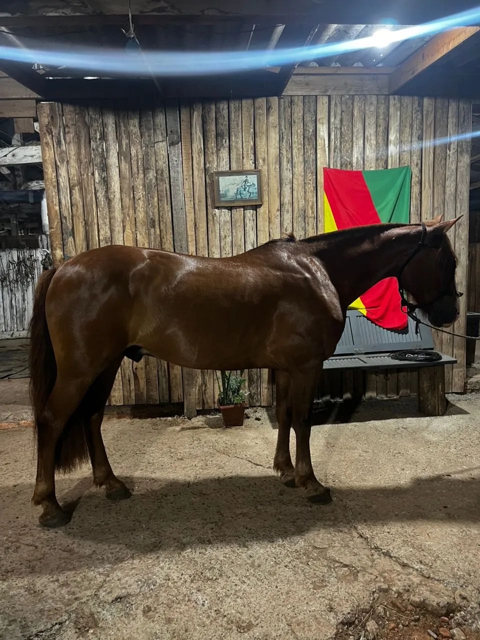 Cavalo capado - Foto 2