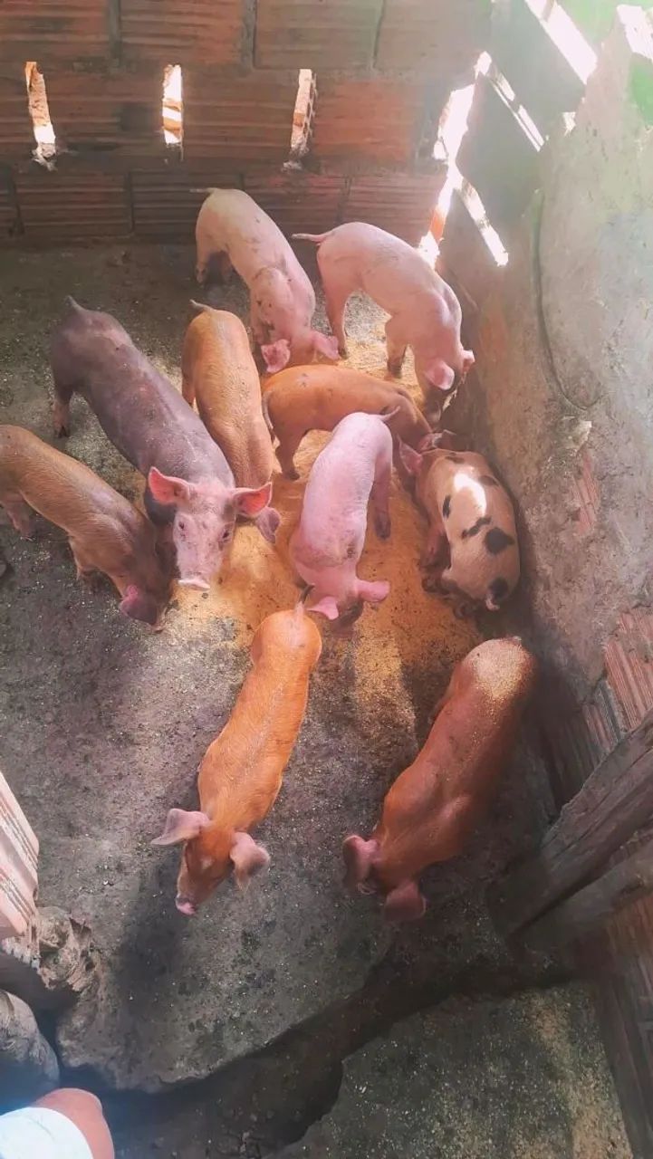 Leitoes duroc/ largewit 