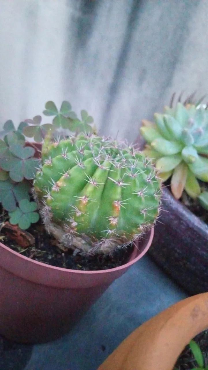 Suculentas  e cactos  - Foto 2