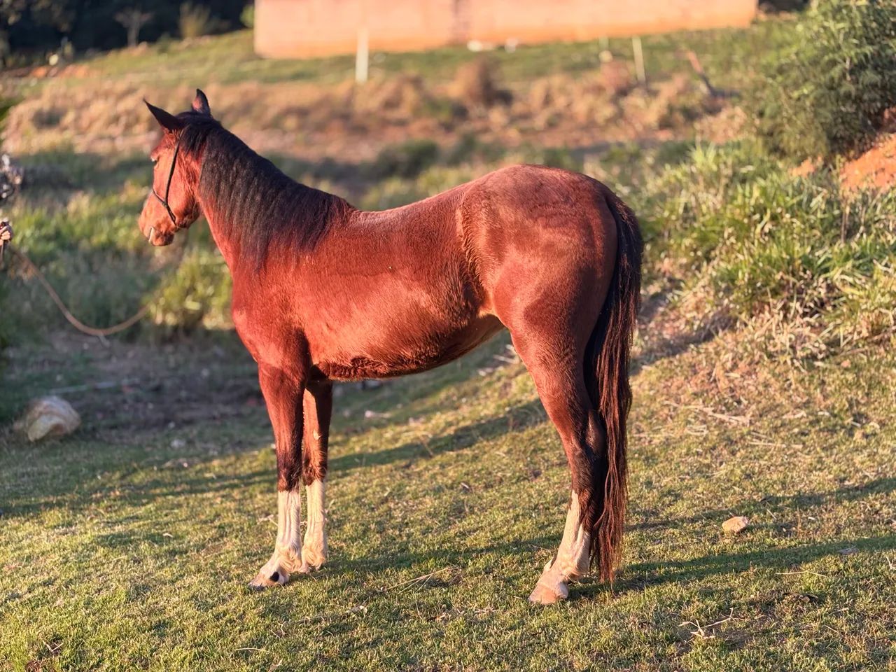 Cavalo MM Registrado 3 anos  - Foto 3