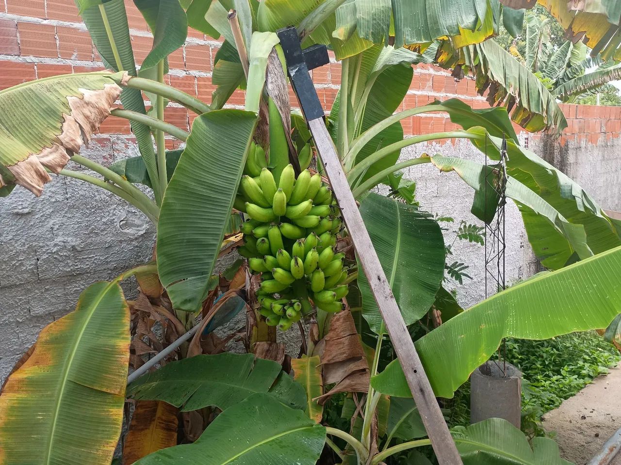 Venda de casa , sítio em Pindoretama ce - Foto 3