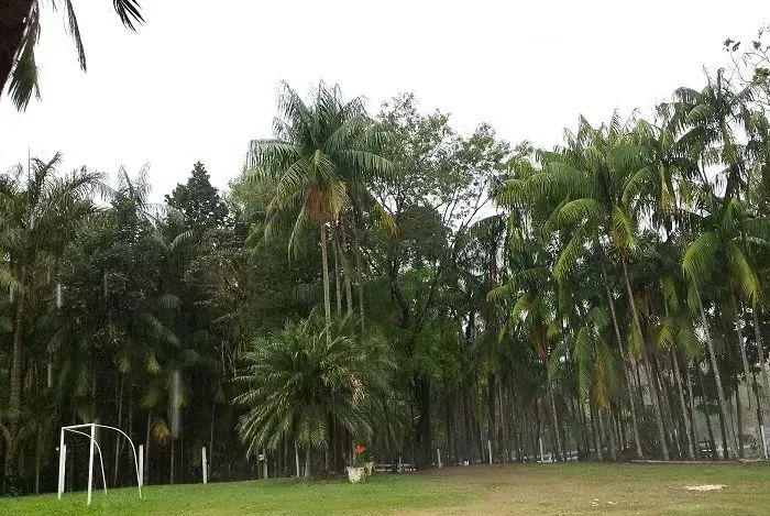 Área Rural 4 alqueires - Mandaguari - PR - Foto 4