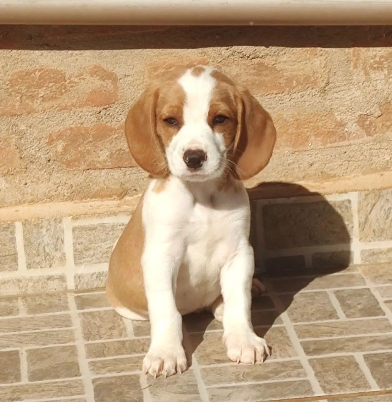 Beagles bicolor machinho  - Foto 5