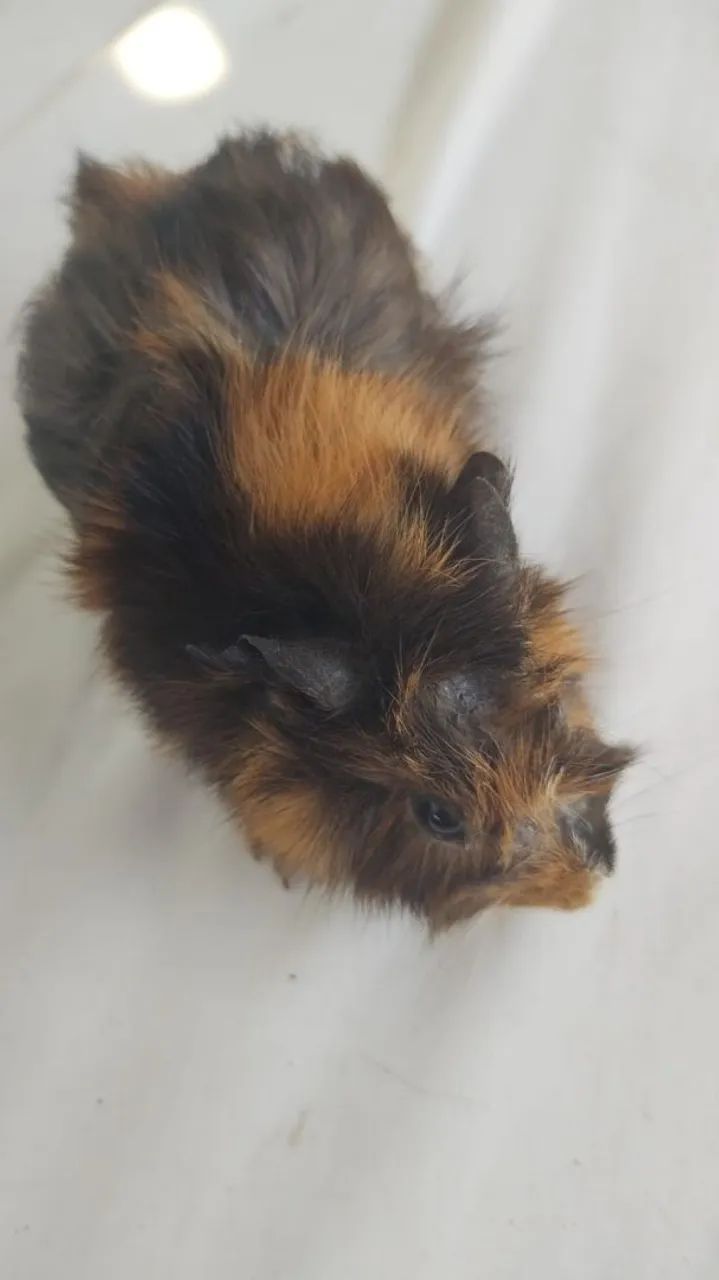Porquinho da índia  - Foto 5