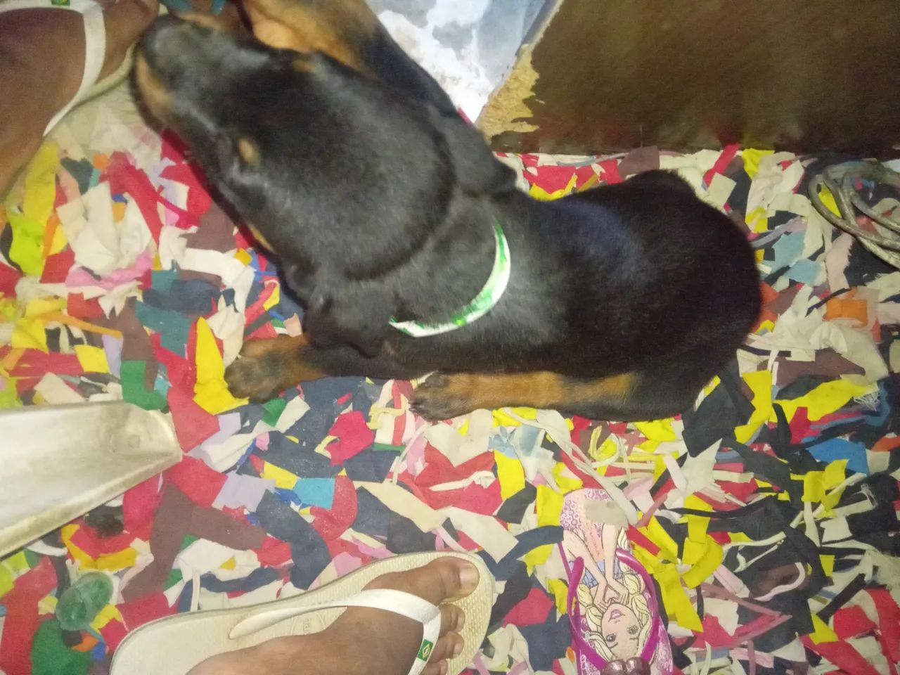 Vendo cachorro  da raça ( Rottweiler )   