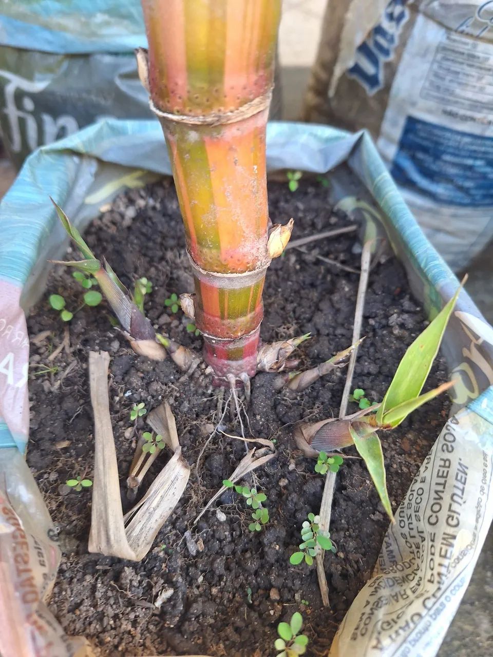 Muda  de  cana  caiana 