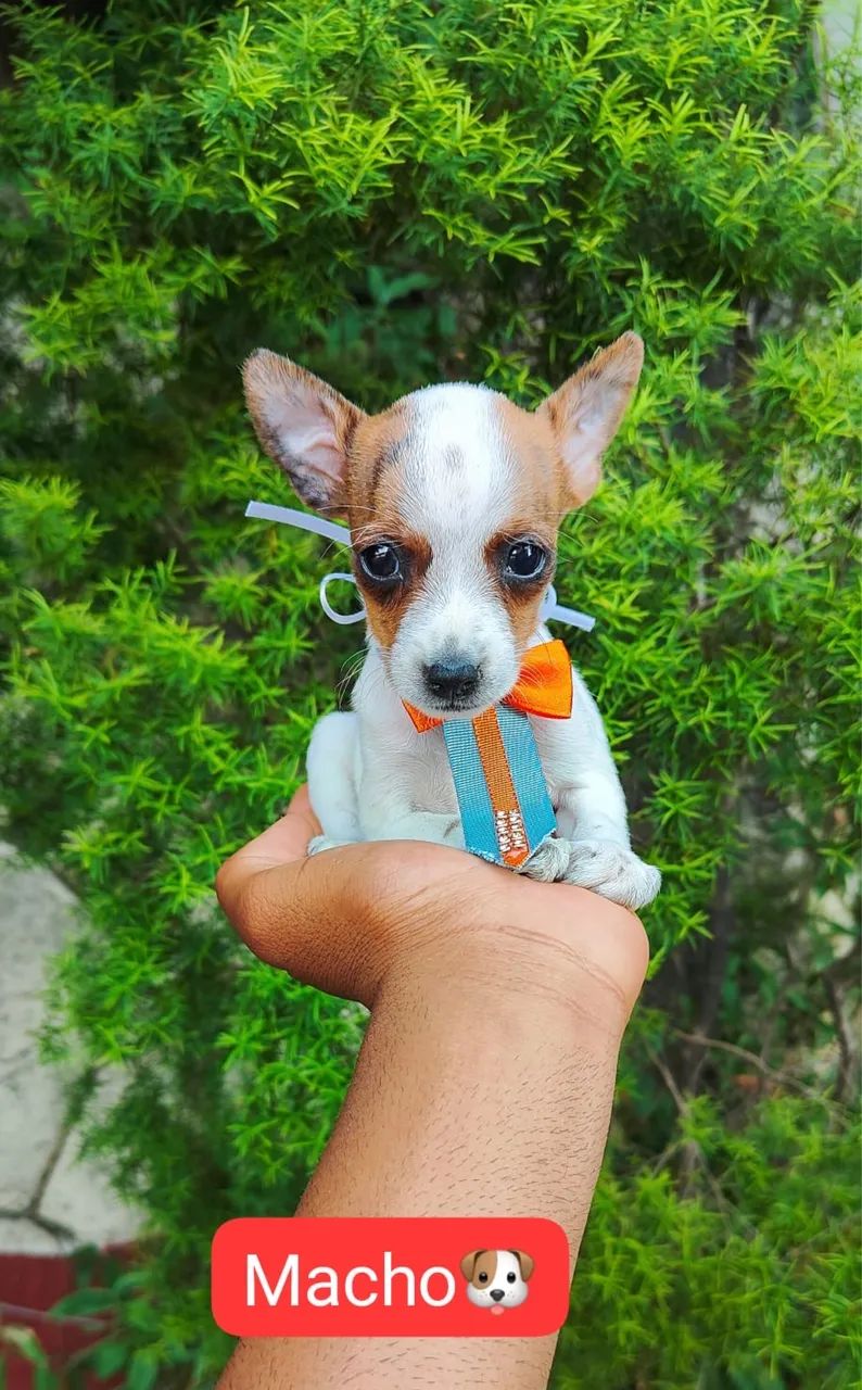 Pinscher com 52 dias vacinado