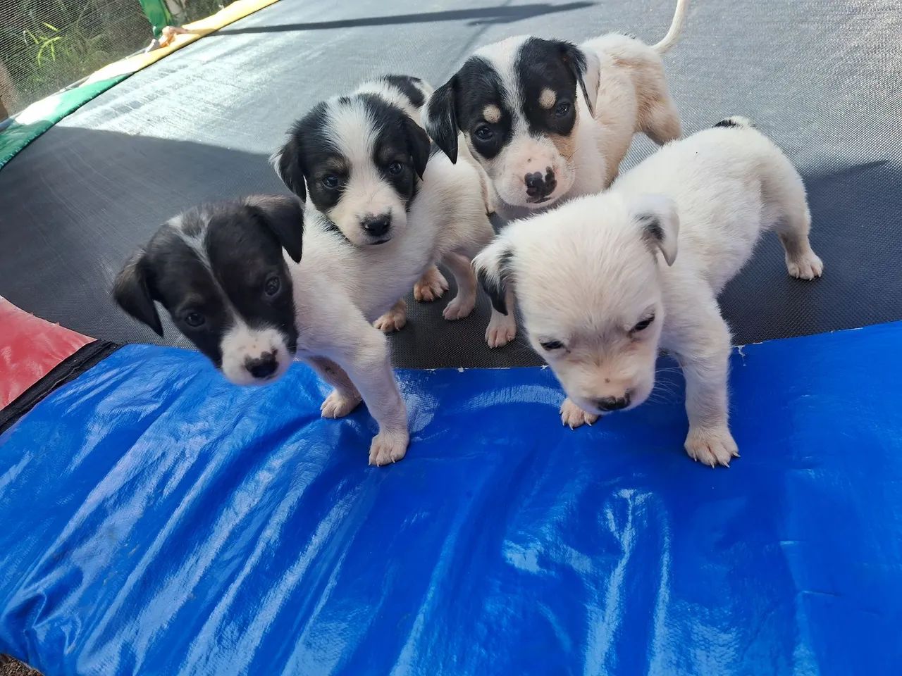 Doação Responsável  - Foto 5