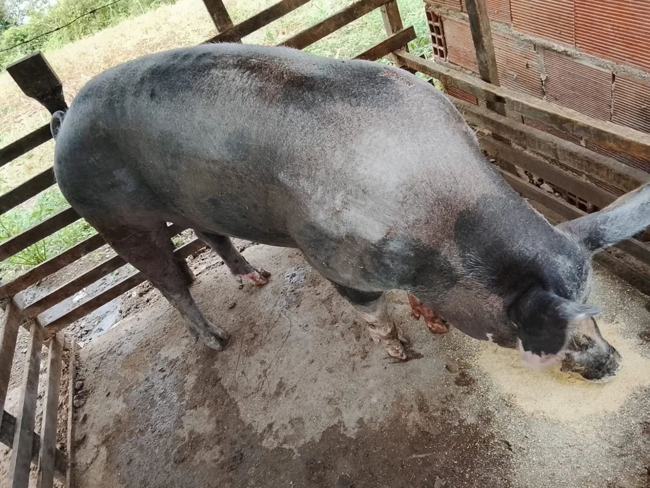 Porco reprodutor 