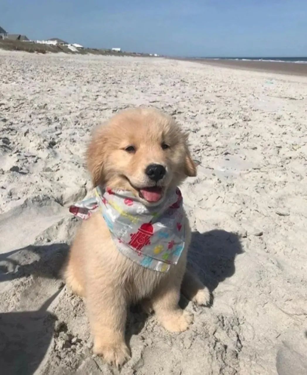 Cachorro 