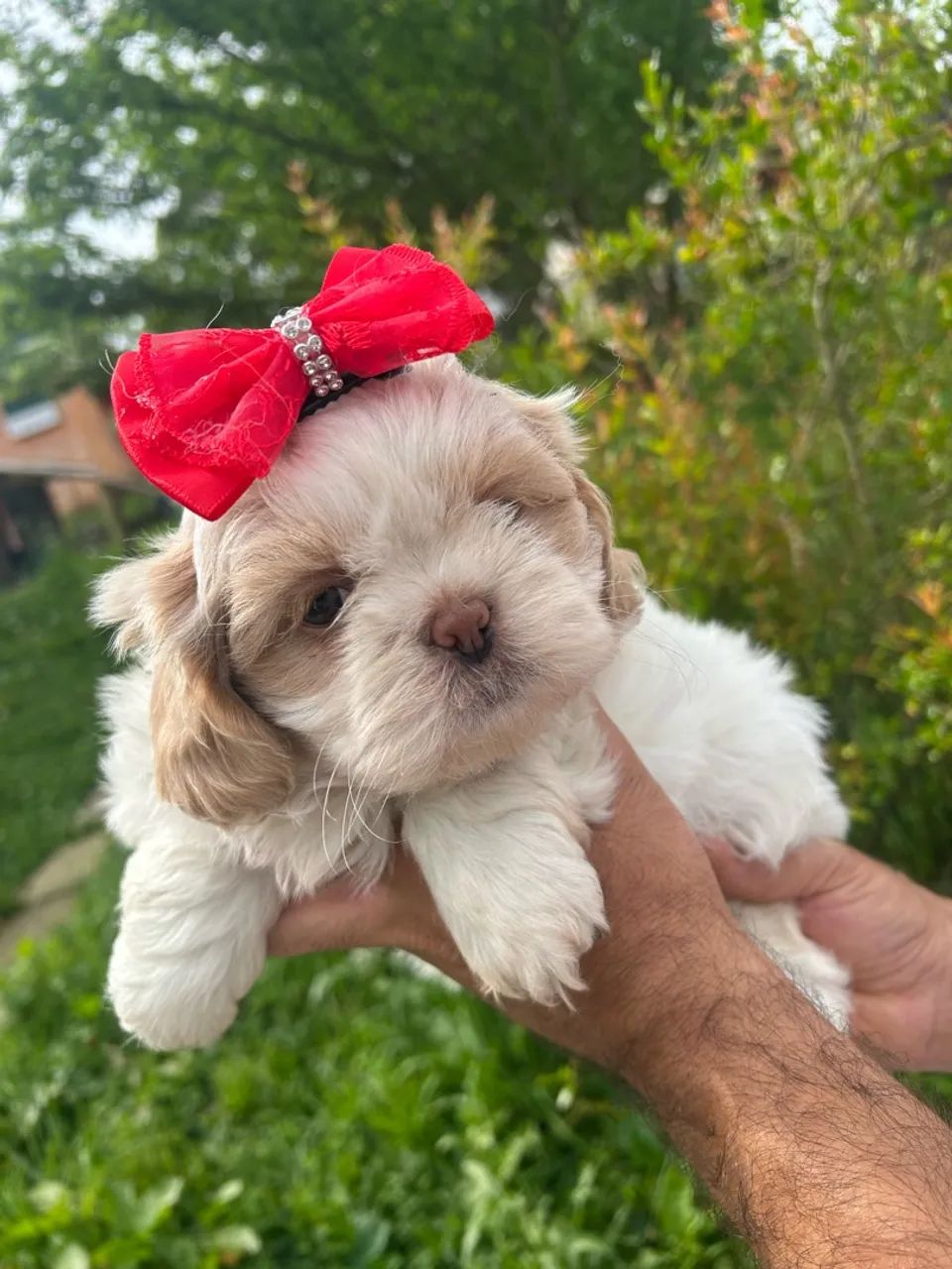Shihtzu