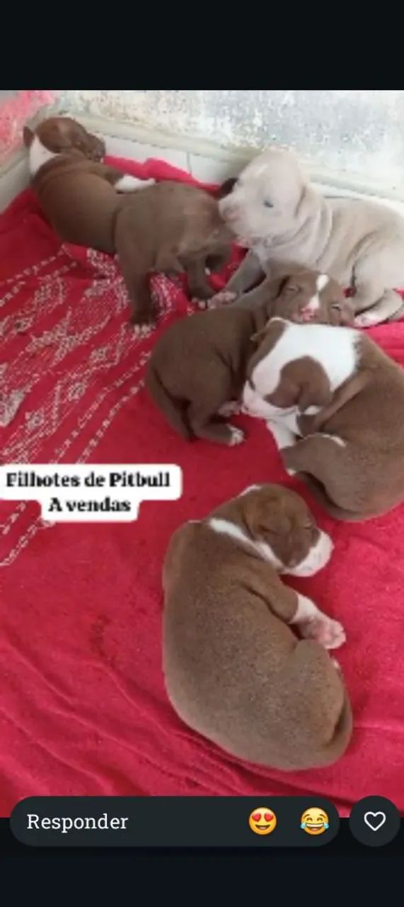 Cachorro ? - Foto 3