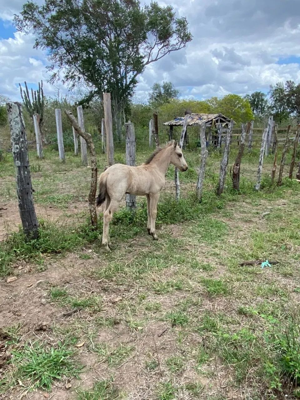 Potro Registrado Baio Neto do Haity - Foto 2