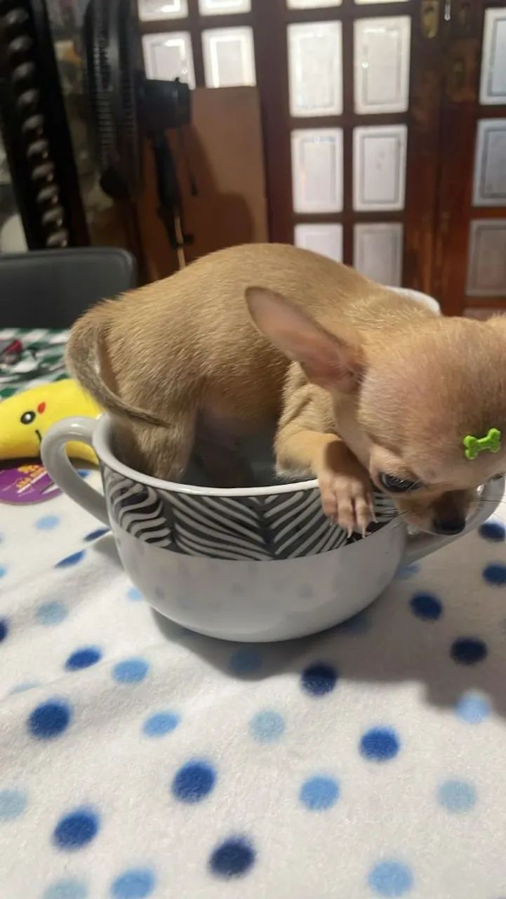 Chihuahua com pedigree - Foto 4