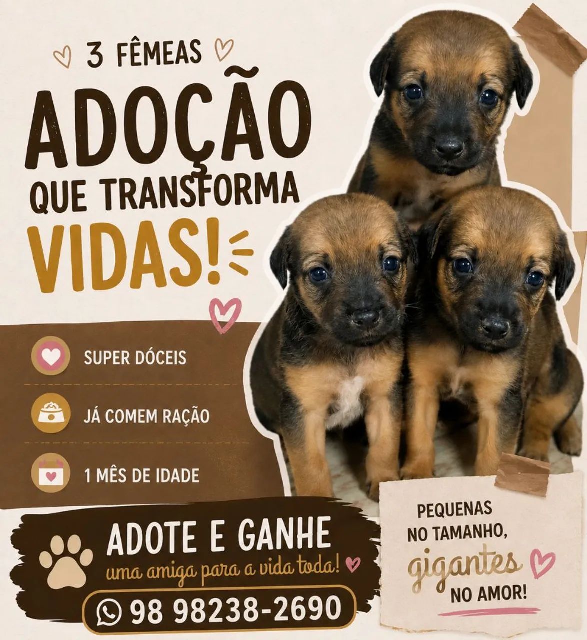 Cachorro - Filhotes 