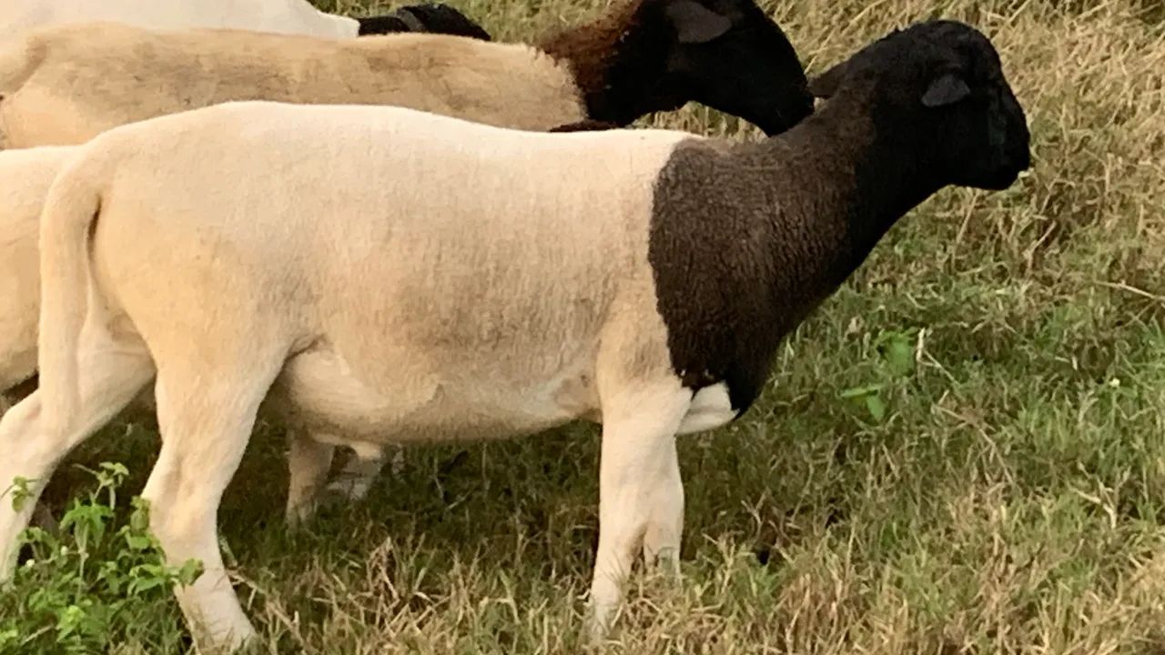 CARNEIRO DORPER  - Foto 2