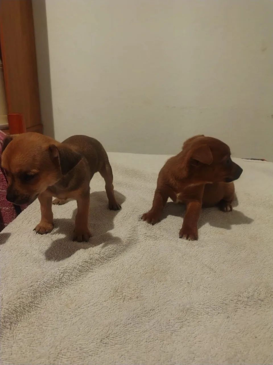 Filhotes de Pinscher - Foto 5
