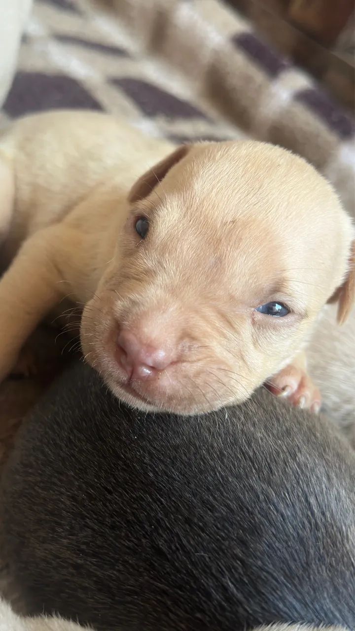 Vendo Pitbull puro  - Foto 3