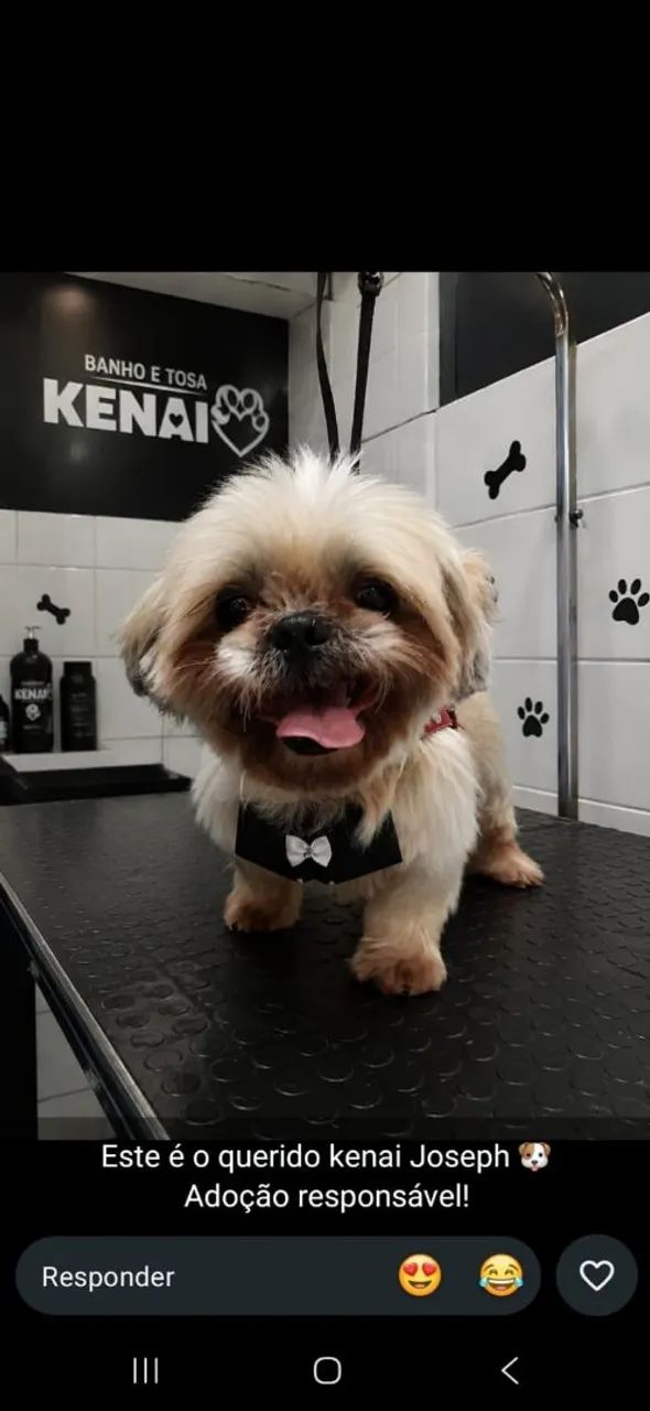 Shih tzu