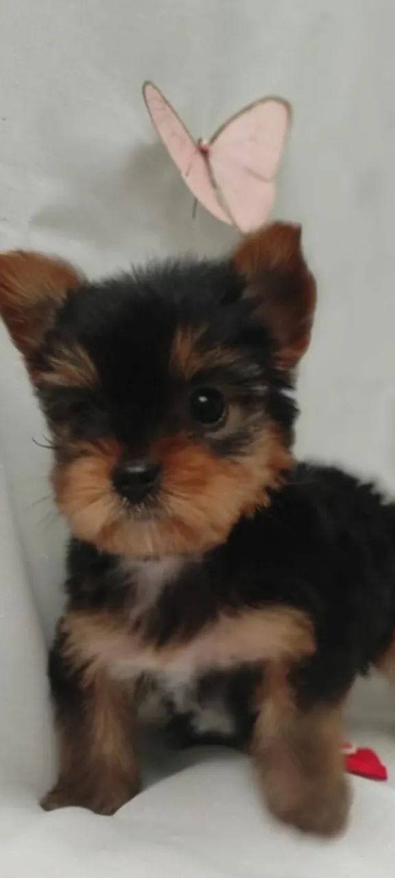 Yorkshire fêmea  - Foto 2