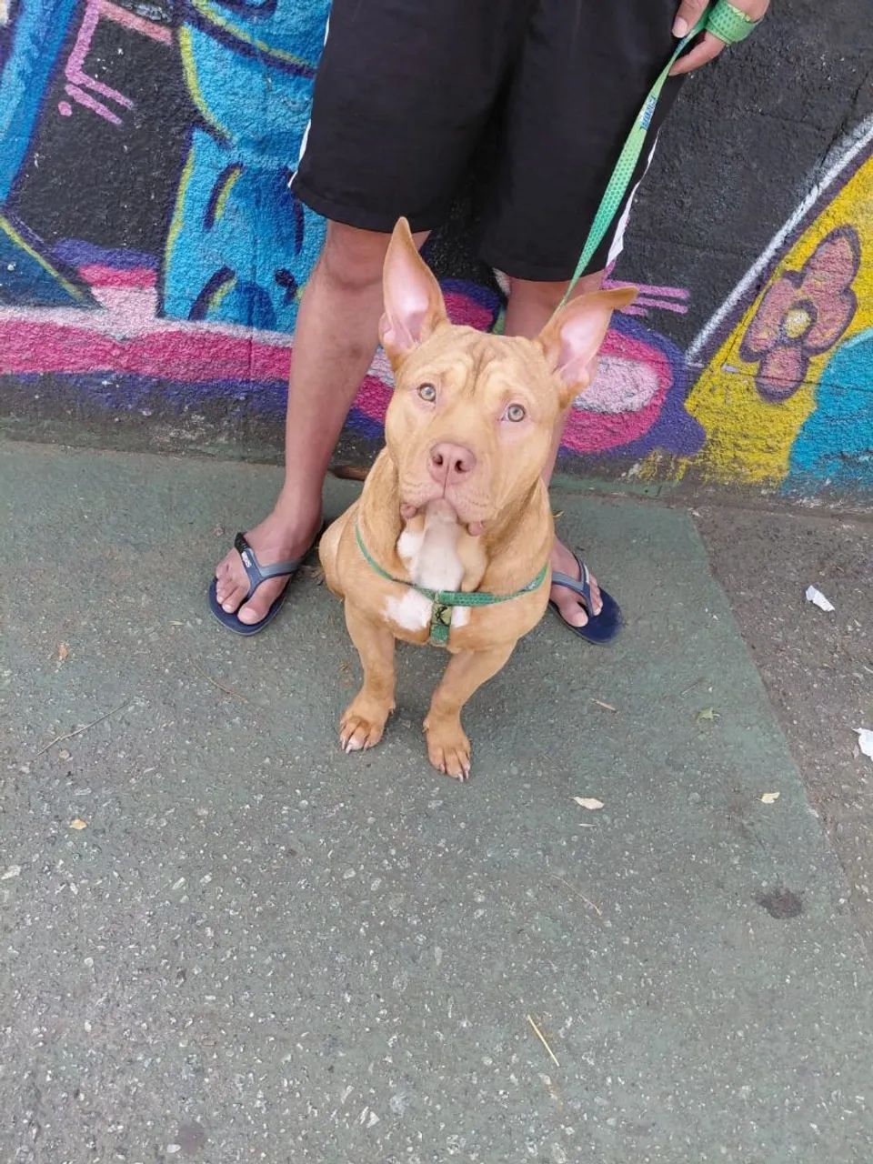 American Bully  - Foto 5