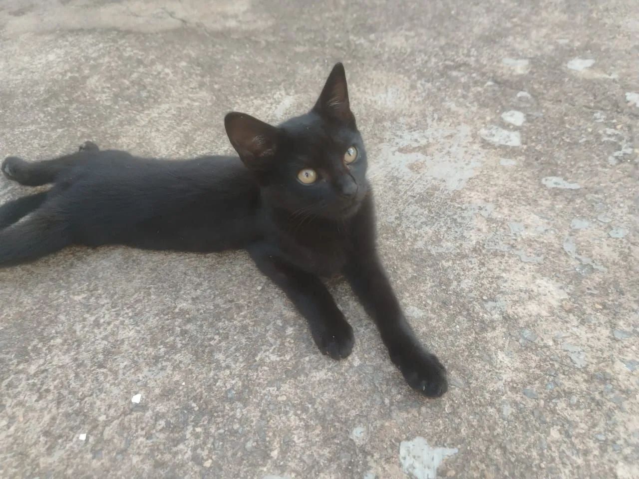 Adoção consciente  - Foto 2