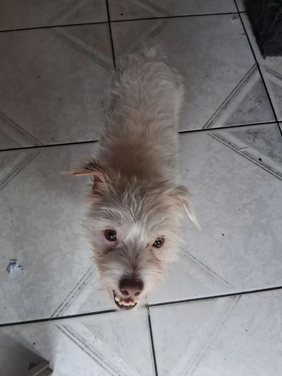 Cachorro doação 