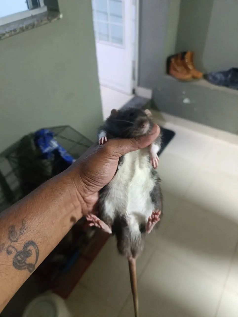 Rato twister  - Foto 3