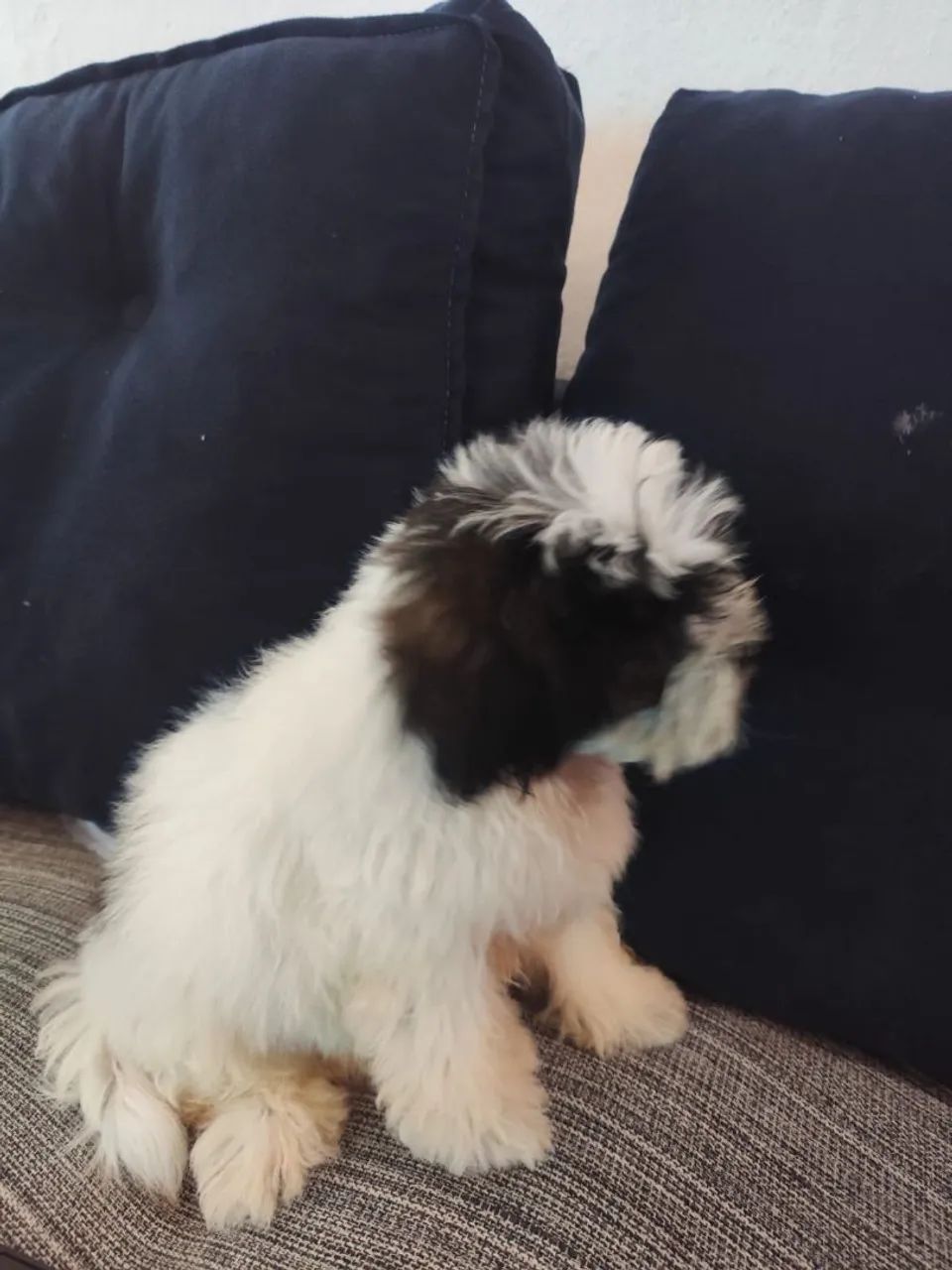 Cachorro Shih Tzu - Foto 5
