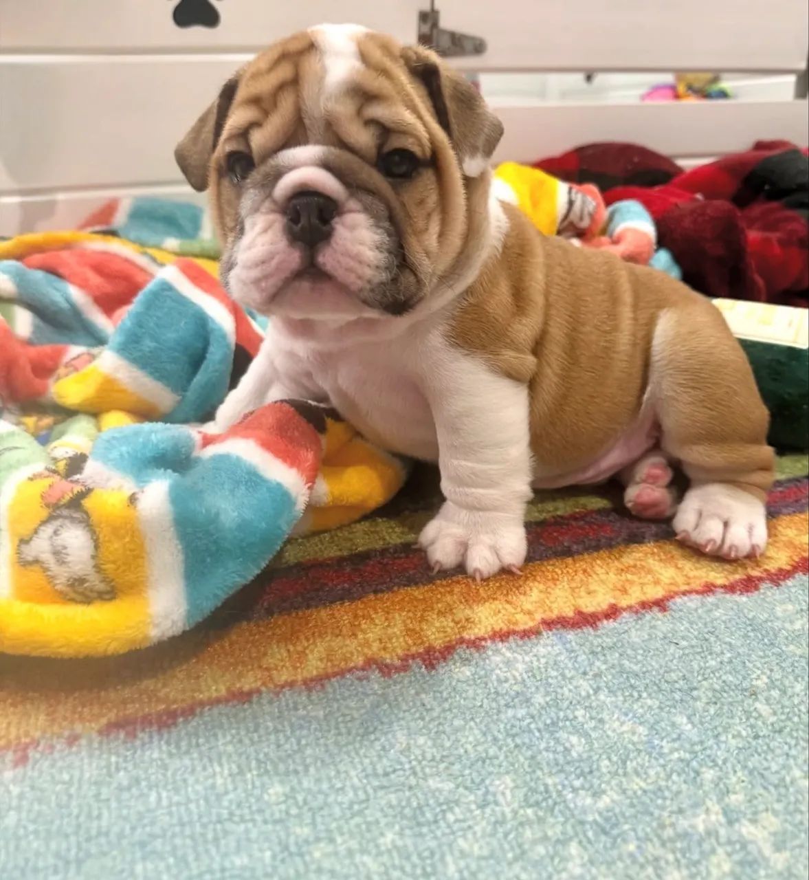 Filhote de Buldogue inglês  - Foto 3