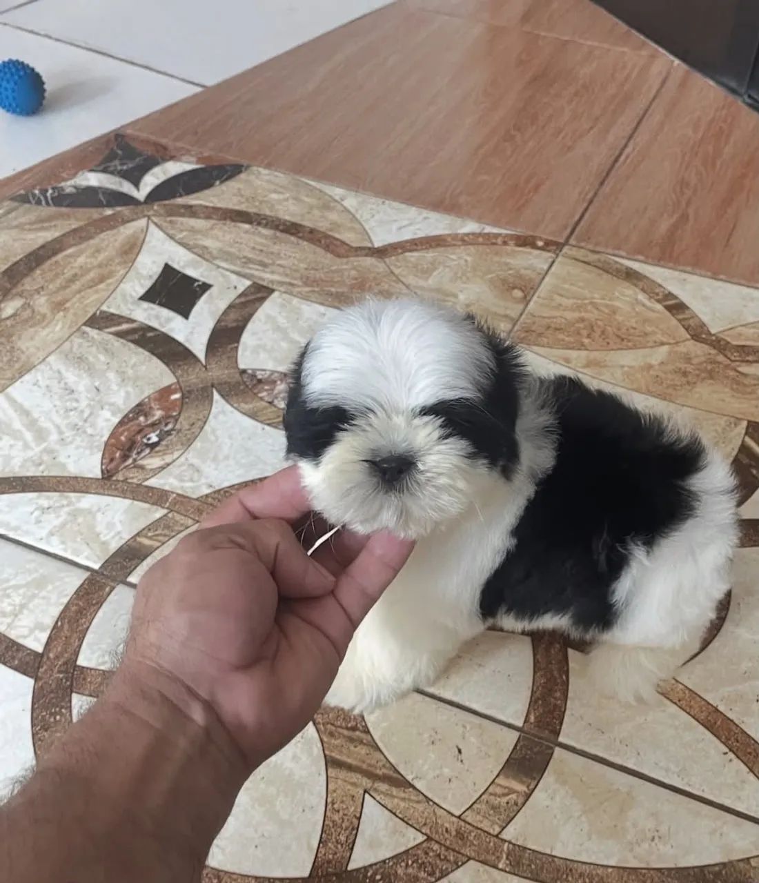Filhote de shih tzu  - Foto 2