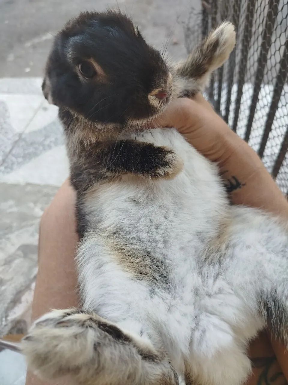 Dou uma coelhinha super dócil - Foto 3