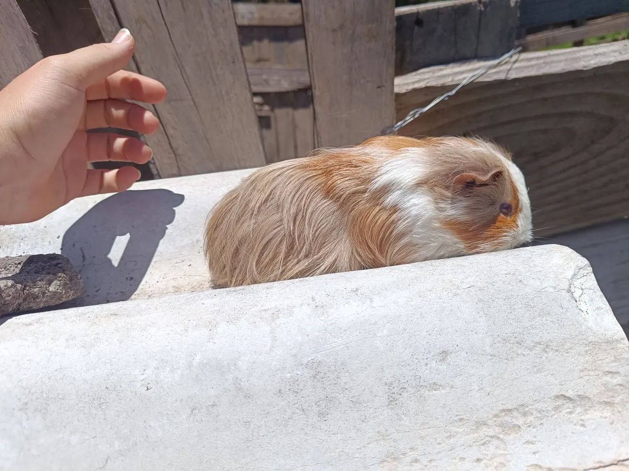 Porquinho da índia  - Foto 2