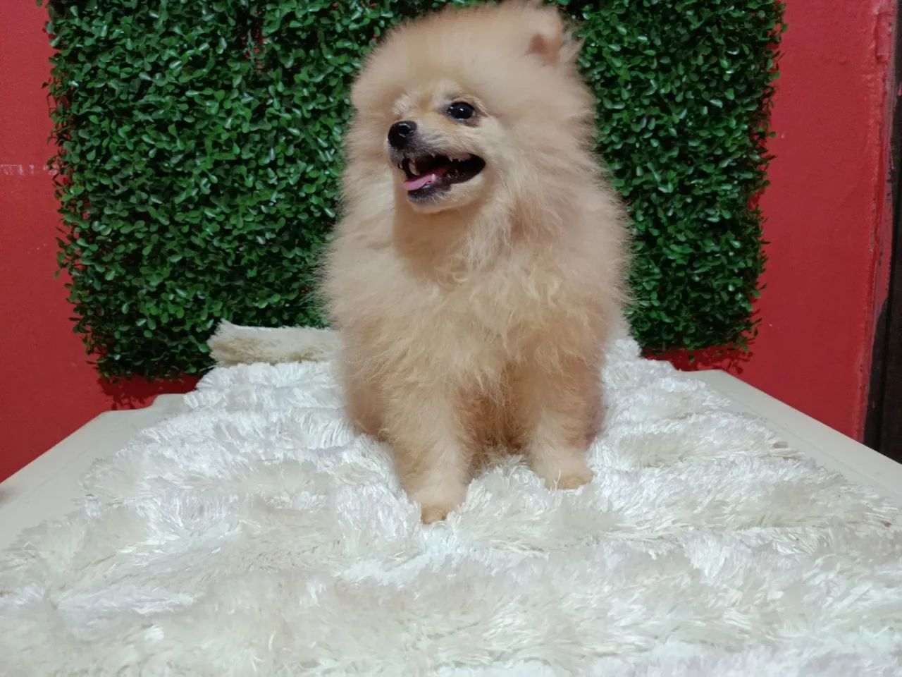 Spitz alemão macho 