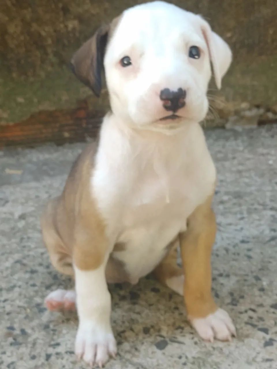 Vendo