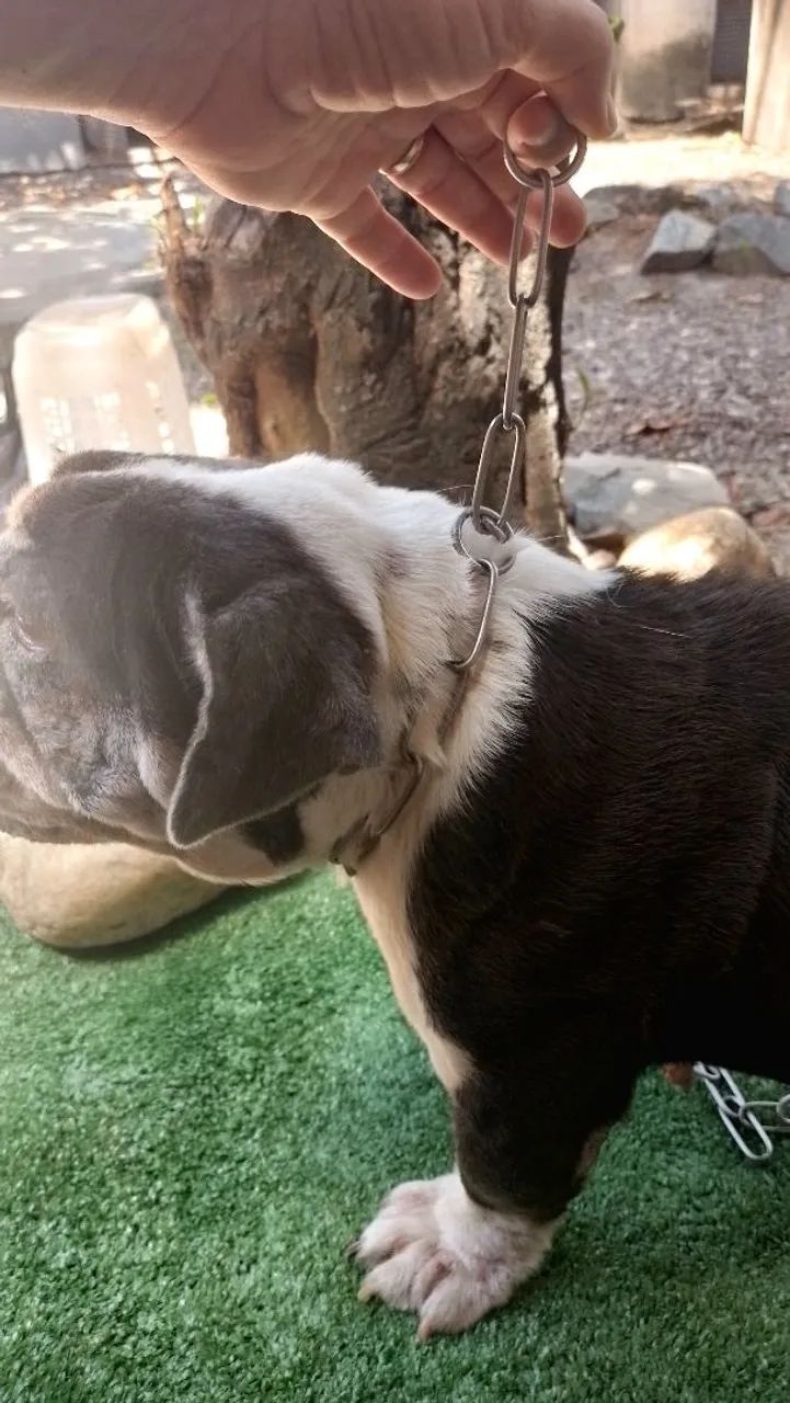 Enforcador de aço para cães  - Foto 2