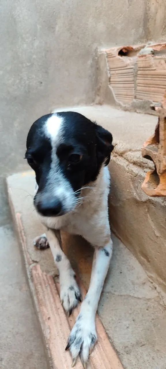 Doação de cachorro  - Foto 4