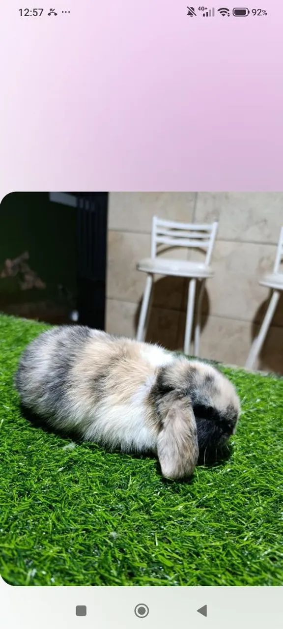 Mini Coelhos  - Foto 3