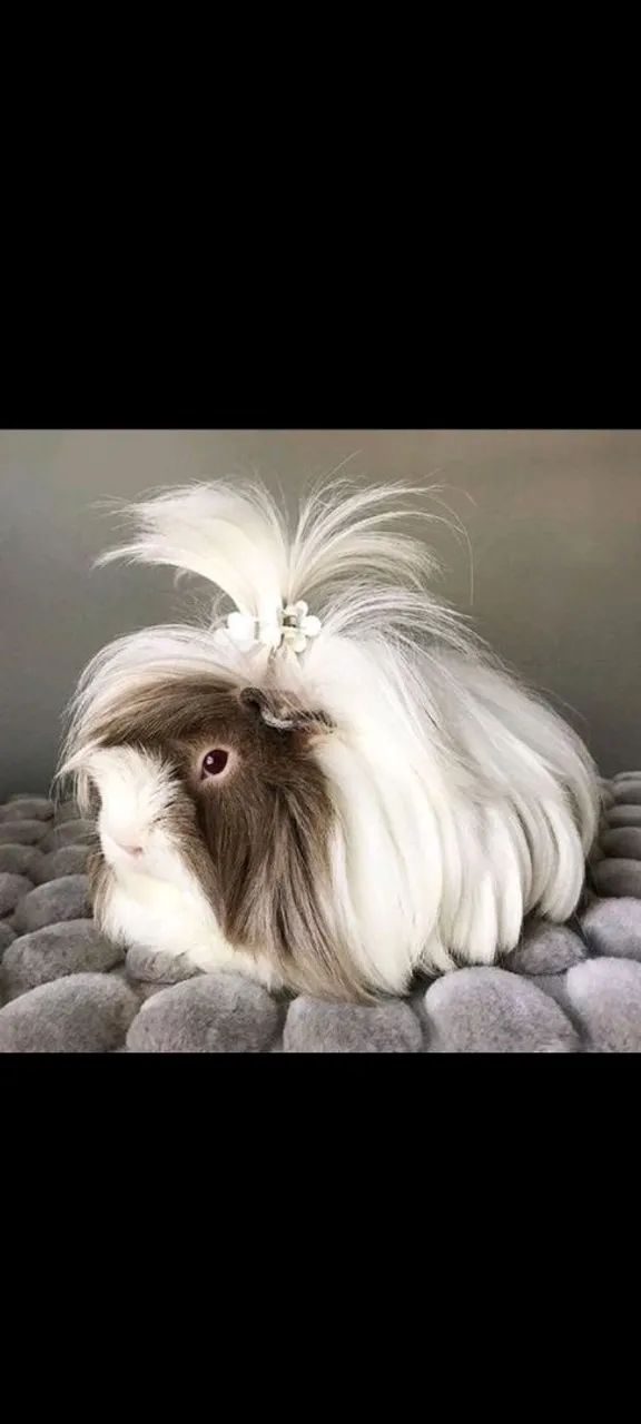 Porquinho da india peruano a partir de 49,95 - Foto 2
