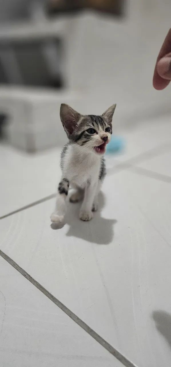 Gatinho para adoção - Macho - Foto 2