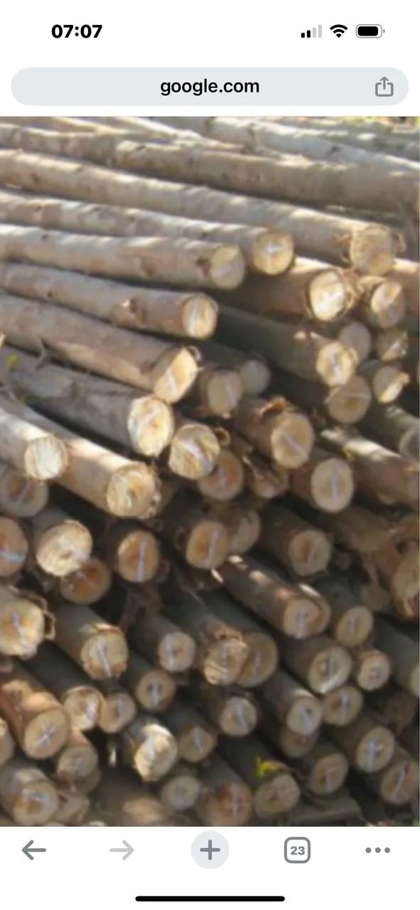 Escoras eucalipto 150 pcs