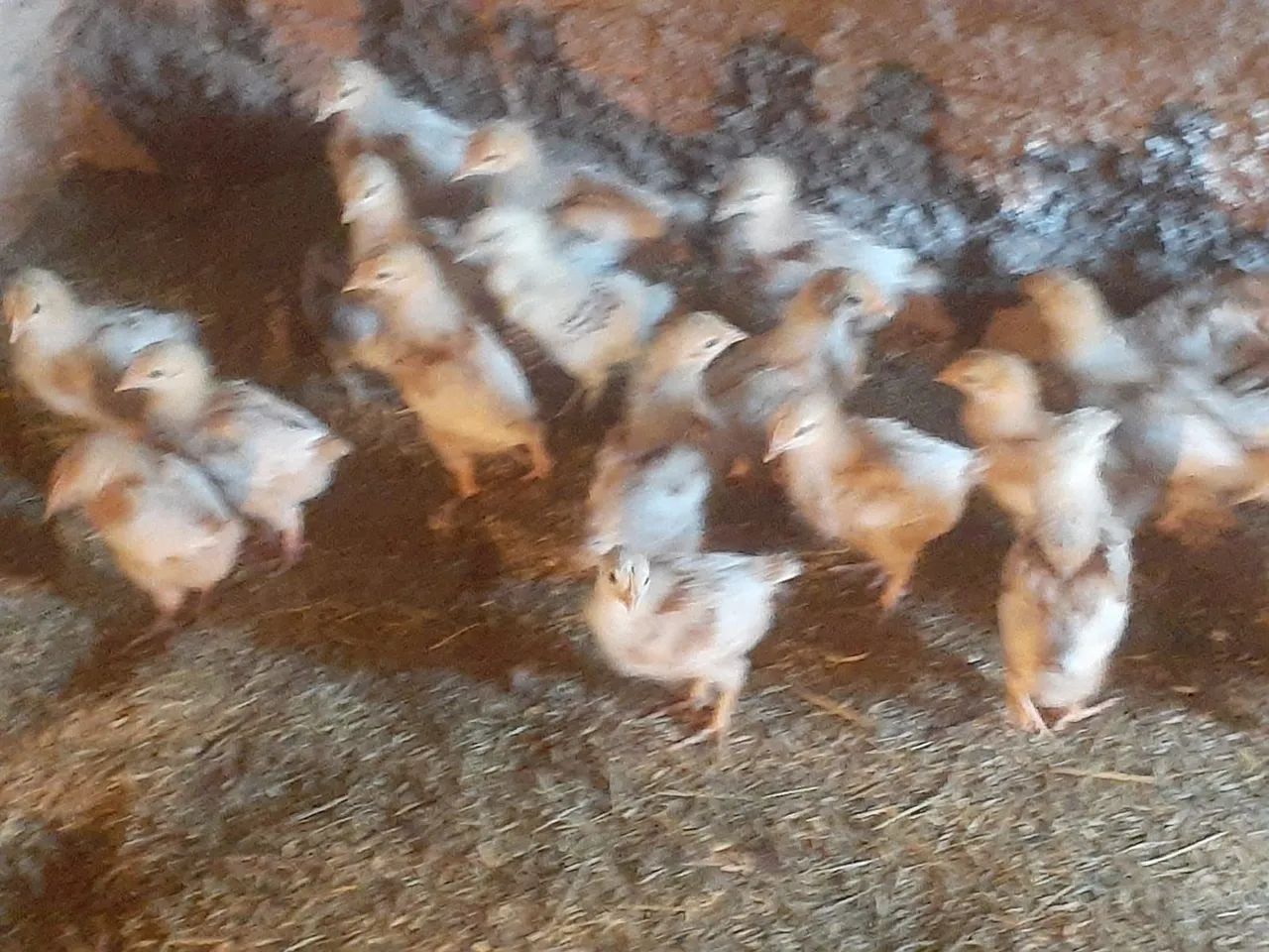 Pintinhos de Isa Brown/ Recriados - Foto 4