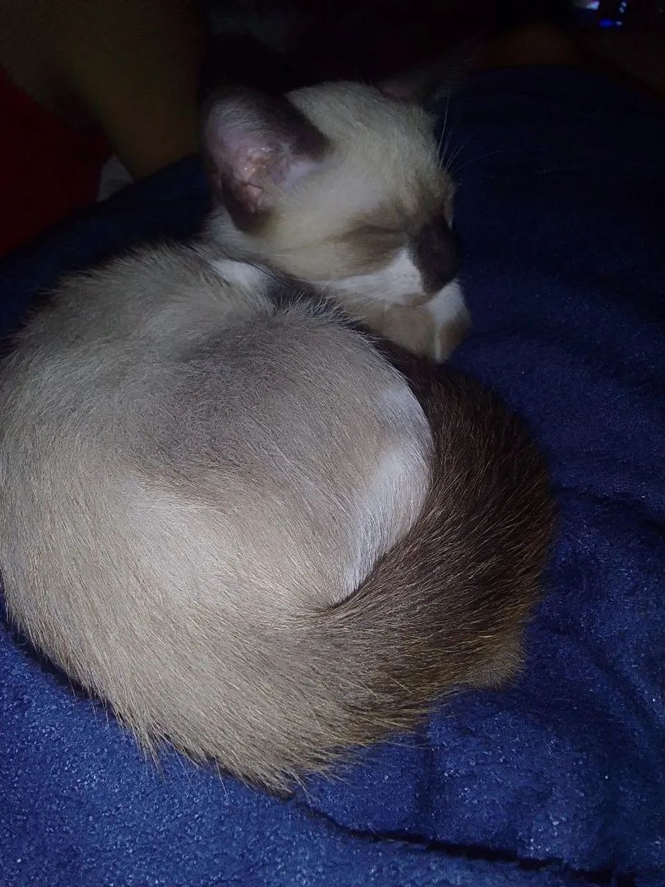 Gato pra doação filhotes - Foto 2