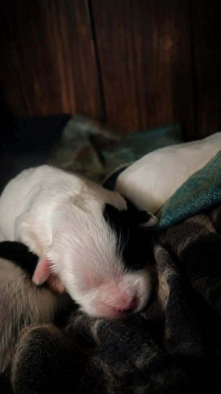 Filhotes de shitzu - Foto 4